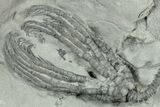 Fossil Crinoid (Abrotocrinus) - Indiana #326081-2